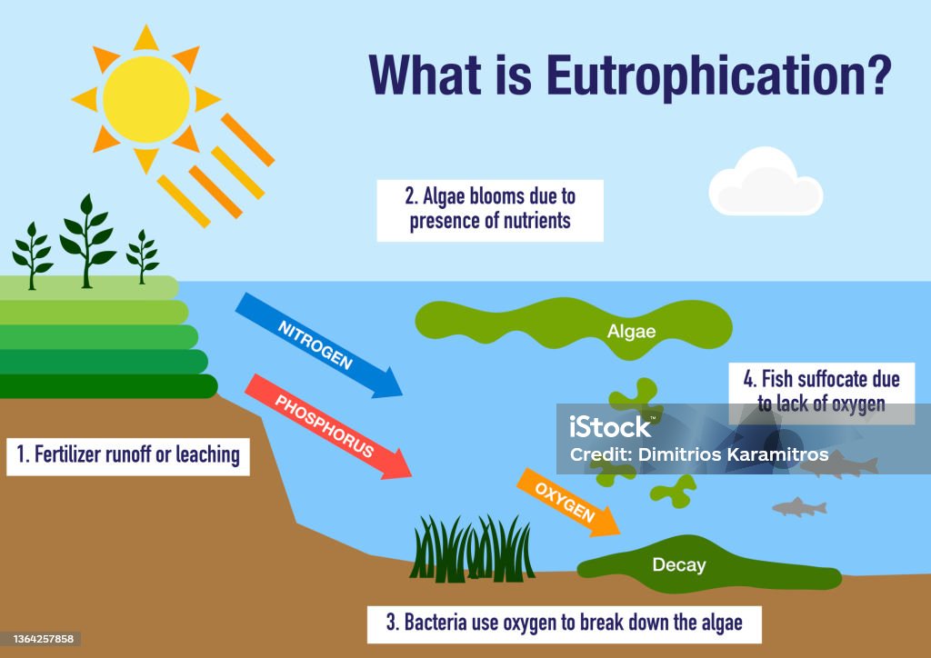 The eutrophication process The eutrophication process explained step by step Eutrophication stock illustration