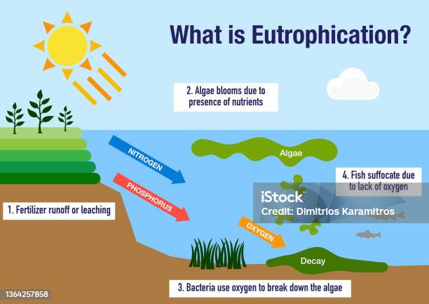 The Eutrophication Process Stock Illustration - Download Image Now - Eutrophication, Oxygen, Algae