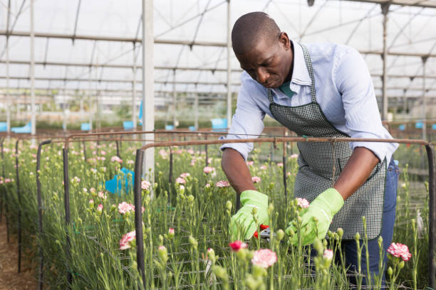 istock Man with scissors cut plants of dianthus while gardening 1364258145