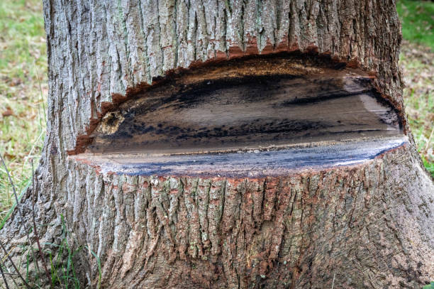 istock Piece sawn out of tree by hand just before cutting down 1364258320