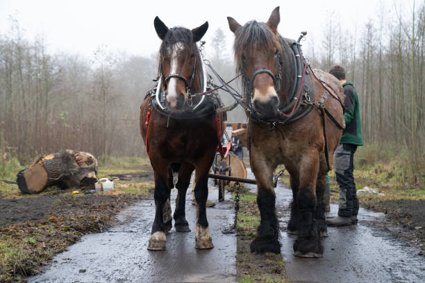 Horses drag heavy log through the forest