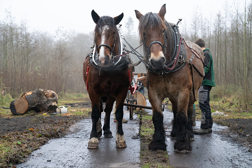Horses drag heavy log through the forest, on a winter day