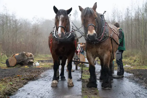 Photo of Horses drag heavy log through the forest