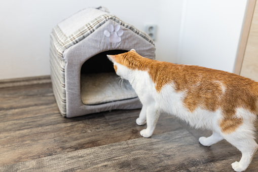 Young domestic bicolor orange and white cat checking soft indoor cat house for hiding or sleeping place. Cat habits and love for small cozy spaces concept. Close up, selective focus, copy space