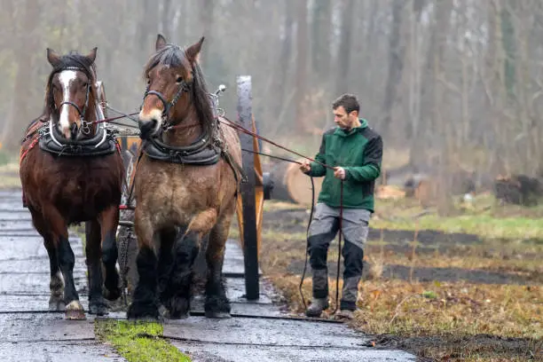 Photo of Horses pull a long tree trunk through the forest