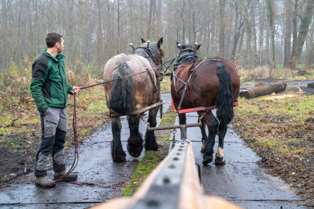 istock Horse owner sends horses through the forest with heavy cargo 1364259411