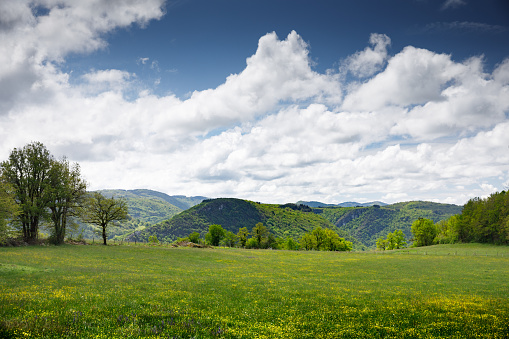 Color horizontal photography of wild meadow, prairie or pasture with green grass and small yellow flowers in early summer. This image was taken in middle of Bugey mountains near Cerdon small village, in Ain, Auvergne-Rhone-Alpes region in France, Europe.