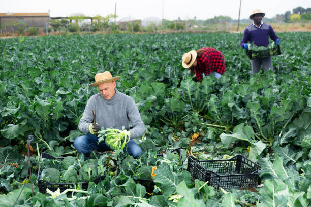 istock Farmer with knife picking fresh organic broccoli in crates 1364260584