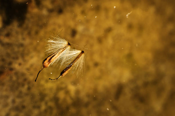 Macro shot of two seeds floating closely together in rusty water tank