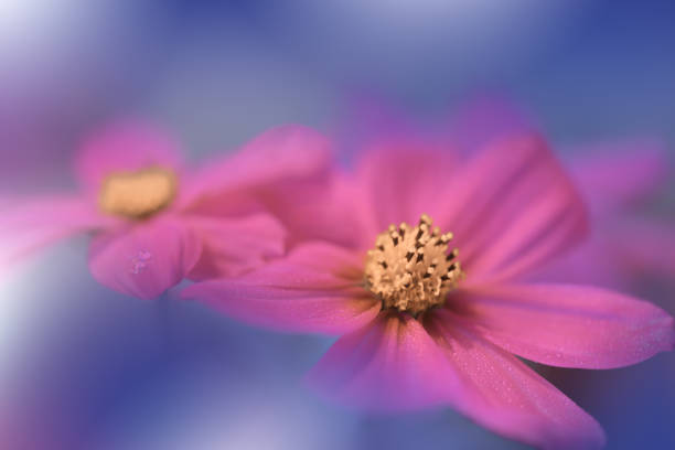 bela macro shot.magic flowers.border art design. magic light.extreme close up photography.conceptual abstract image.blue background.fantasy art.creative wallpaper.beautiful nature background.amazing spring cosmos flower.copy space.wedding invitation - closed multi colored macro equipment - fotografias e filmes do acervo