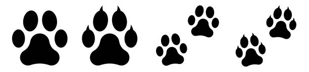 ilustraciones, imágenes clip art, dibujos animados e iconos de stock de animal paw print set vector illustration - cat paw print