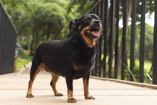 istock A thoroughbred dog stands on the bridge structure. Pets. Animal themes 1364261783