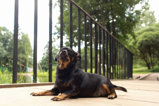 A thoroughbred dog is lying on a bridge structure. Pets. Animal themes