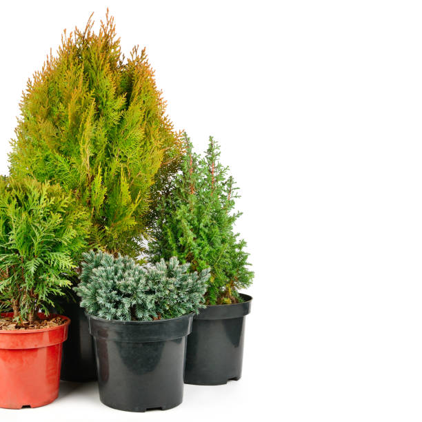istock Juniper, cypress and thuja in flower pots isolated on white . Free space for text. 1364265009