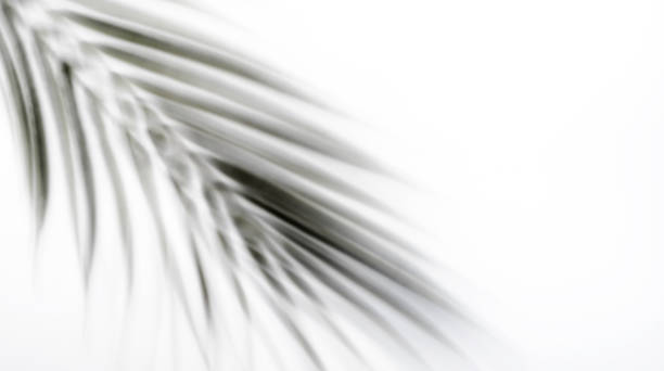 istock Leaf shadow on white wall blurred background or template. Abstract neutral nature concept. Copy space 1364266189