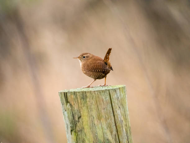 wren bird - wren fotografías e imágenes de stock