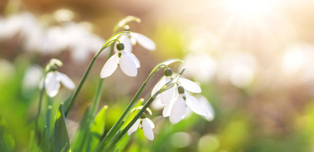 istock View to spring flowers in the park 1364267914