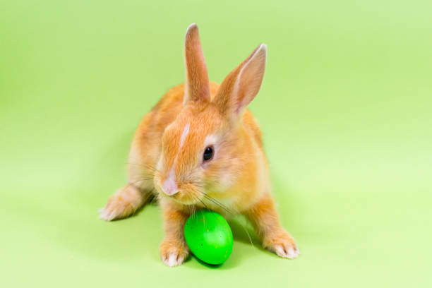 Easter bunny with a green painted egg on a green background. Easter holiday concept