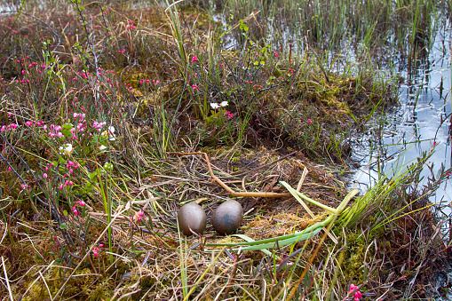 Birds nests guide. Nest of red-throated Loon (Gavia stellata) on swampy lake. Nest at water's edge, surrounded by flowering cloudberry (Rubus chamaemorus), bog rosemary (Andromeda polifolia). Lapland