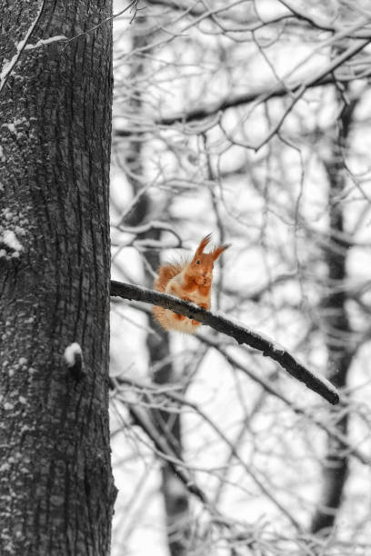 Red squirrel in a winter park on a branch. Ryazan