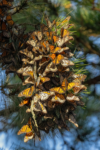 Monarch Butterfly Clustering in Santa Cruz and Pacific Grove, California