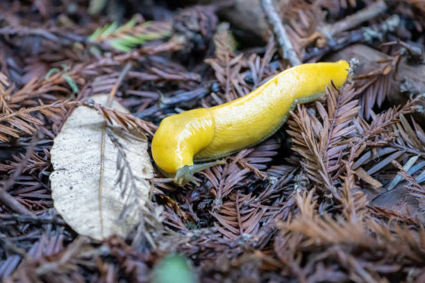 istock Banana Slug 1364270223