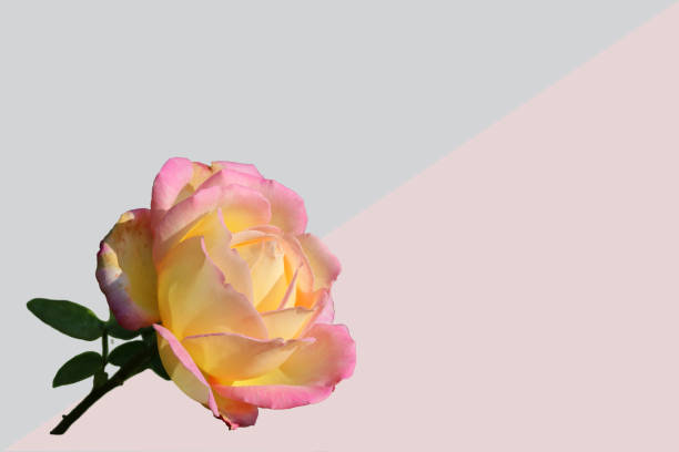 Pink rose flower on gray-pinc background. Selective focus. Copy space.