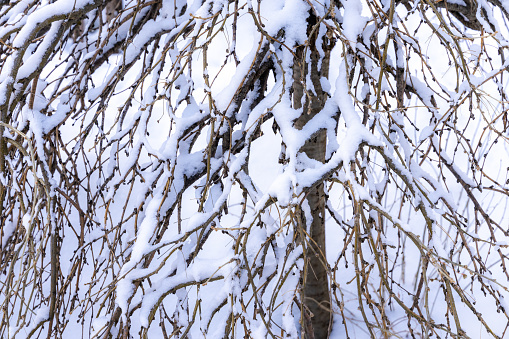 After winter storm, snow on the trees in the forest.