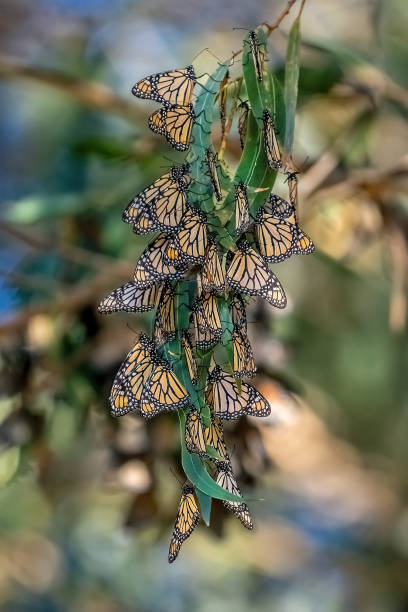 Monarch Butterfly Cluster Monarch Butterfly Clustering in Santa Cruz and Pacific Grove, California pacific grove stock pictures, royalty-free photos & images