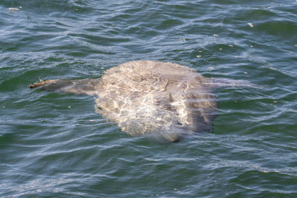 istock Sunfish in Monterey Bay 1364271048