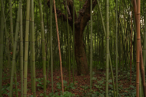 Een bamboe bos
