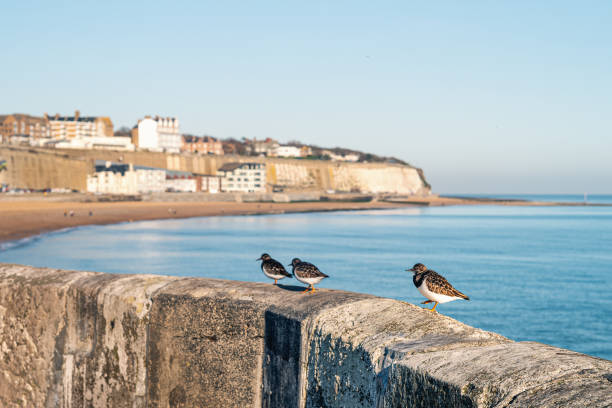 concentration superficielle sur un oiseau tournepierre sur un mur du port avec la plage de sable principale de ramsgate et les falaises blanches en arrière-plan par une belle journée d’hiver - ramsgate photos et images de collection