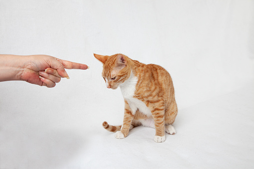 kitten swatting paw at finger reaching down to scold bad kitten with reflection on white background