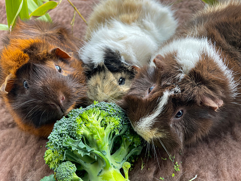 Stock photo showing close-up, elevated view of an indoor enclosure containing young, short hair, sow, abyssinian guinea pigs feeding on broccoli.