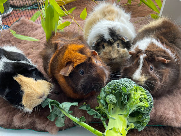 Close-up image of four, young, female, short hair Abyssinian guinea pigs eating broccoli, indoor enclosure, elevated view, focus on foreground Stock photo showing close-up, elevated view of an indoor enclosure containing young, short hair, sow, abyssinian guinea pigs feeding on broccoli. flared nostril photos stock pictures, royalty-free photos & images