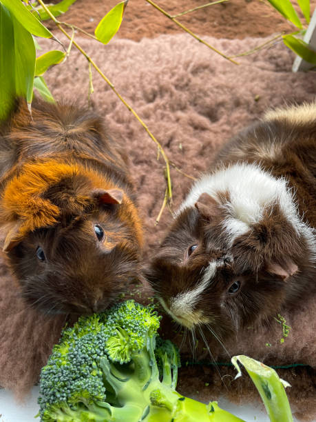 Image of two, young, female, short hair Abyssinian guinea pigs eating broccoli, indoor enclosure, elevated view, focus on foreground Stock photo showing close-up, elevated view of an indoor enclosure containing young, short hair, sow, abyssinian guinea pigs feeding on broccoli. flared nostril photos stock pictures, royalty-free photos & images