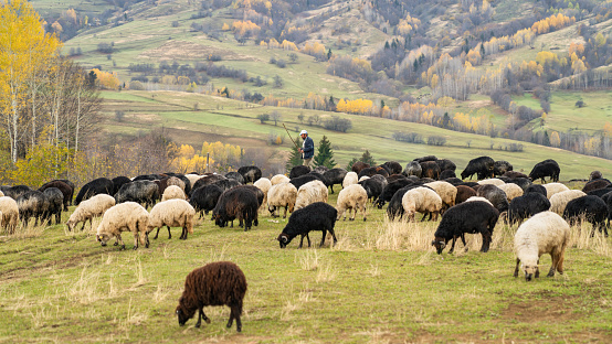 Artvin, Turkey - October 2021: Shepherd with his flock of sheep on the beautiful mountain meadow, in eastern Turkey