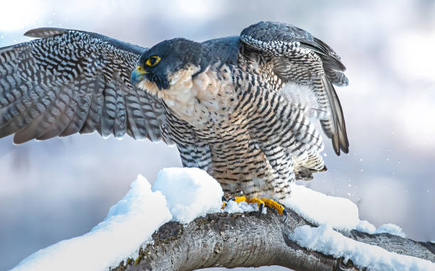 istock peregrine falcon 1364280479