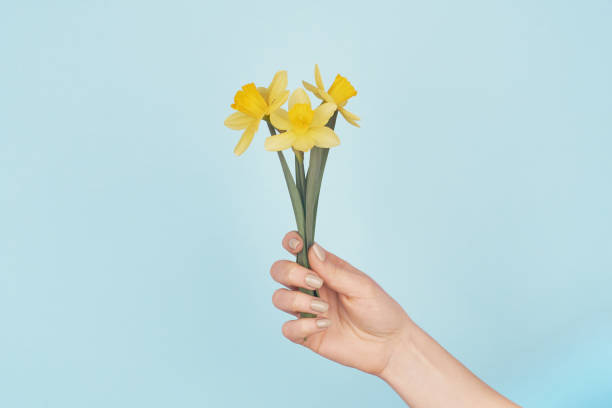 istock Female hand holding yellow daffodils on blue background 1364281435