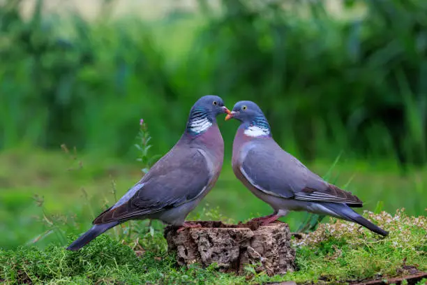 Photo of Couple of Wood pigeons on tree trunk