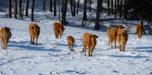 paisaje rural con granja y vacas en el invierno canadiense - cattle cow hill quebec fotografías e imágenes de stock