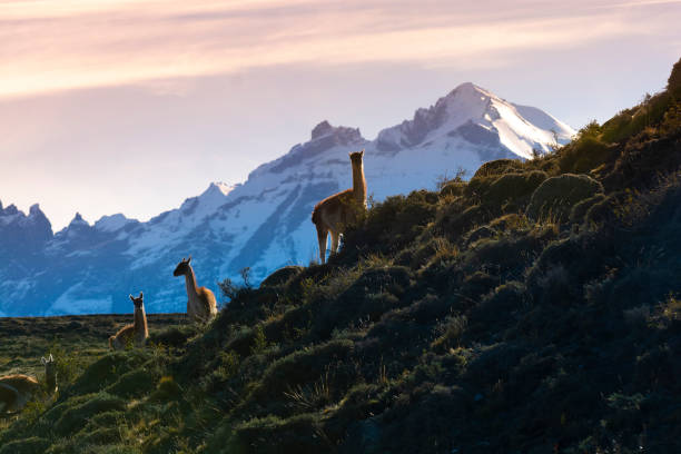 Guanaco, Patagonia Argentina
