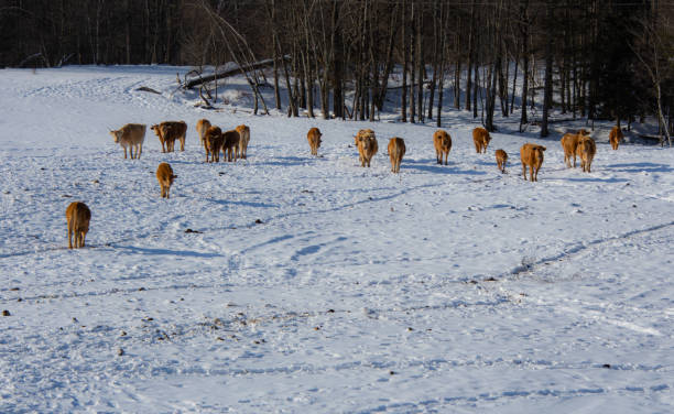 paisaje rural con granja y vacas en el invierno canadiense - cattle cow hill quebec fotografías e imágenes de stock