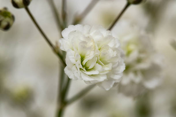 istock Close up of a flower 1364282671