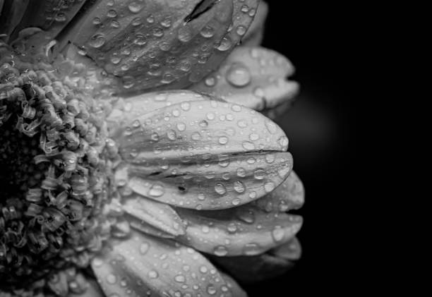 istock Close up of a flower 1364282824