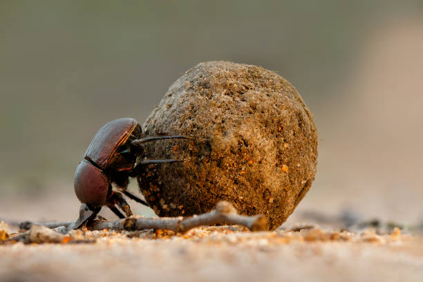 istock Dung beetle with his dung ball 1364283109