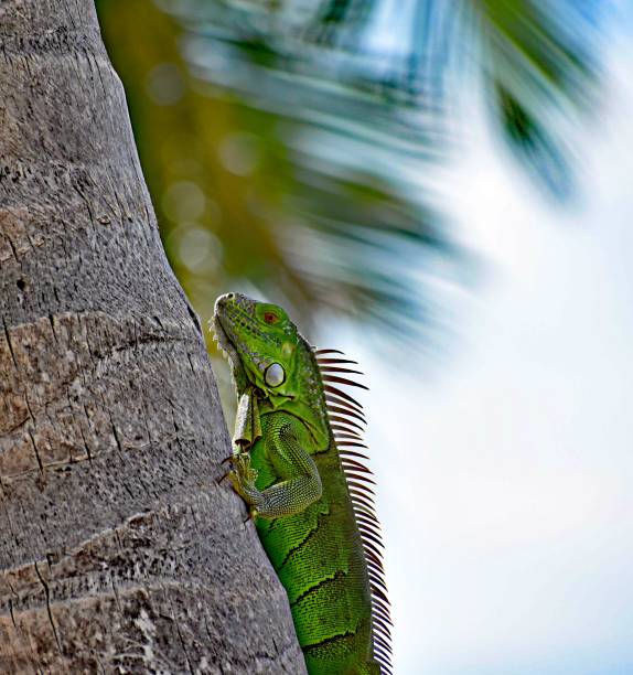 istock Iguana in the Key West Sunshine 1364283911