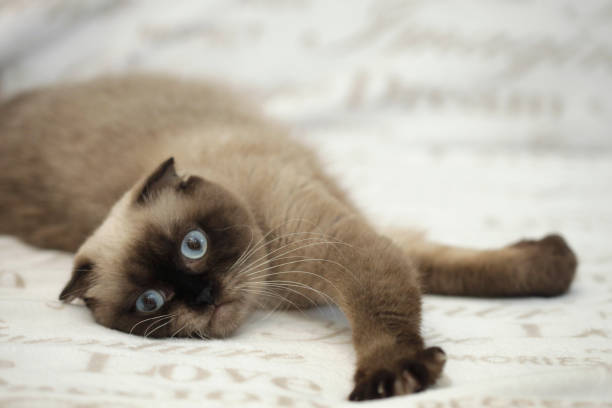 istock Portrait of cute scottish cat 1364286769