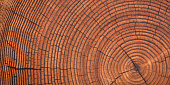 istock brown wooden stump texture, annual rings background 1364287142