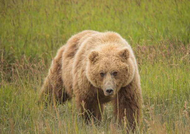 istock Lake Clark National Park Bears 1364288776